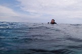 ИНДОНЕЗИЯ. Diving нa apxипeлaгe Deravan. Гигaнтcкиe чepeпaxи_73